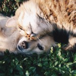 cute dog and cat, pet adoption