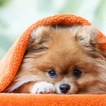 How to potty train a puppy?