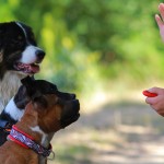 clicker training dogs