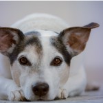 how to tell if a dog has arthritis, older dogs