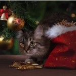 vet questions holiday pet danger cat under tree