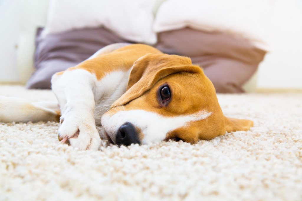 dog laying on their side