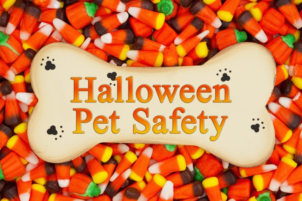 halloween pet safety