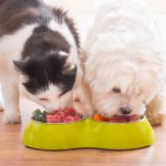 pet food nutrition