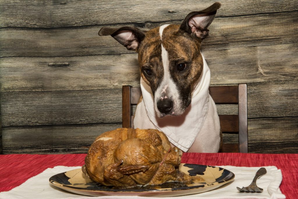 thanksgiving turkey, toxic food for pets