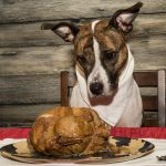 thanksgiving turkey, toxic food for pets