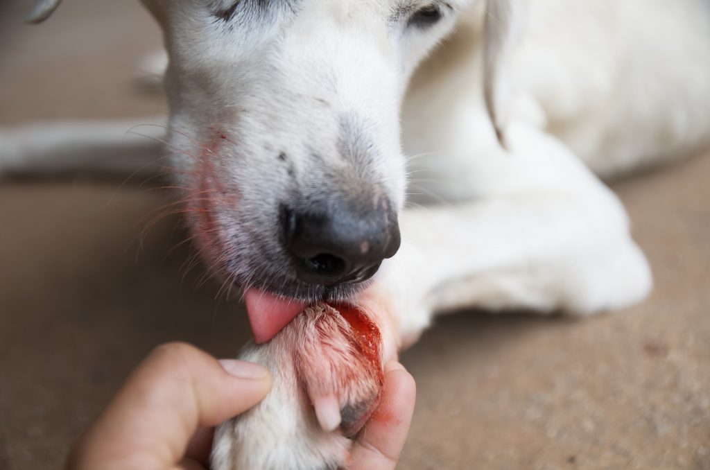 dog pet first aid bleeding cut