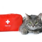 basic pet first aid