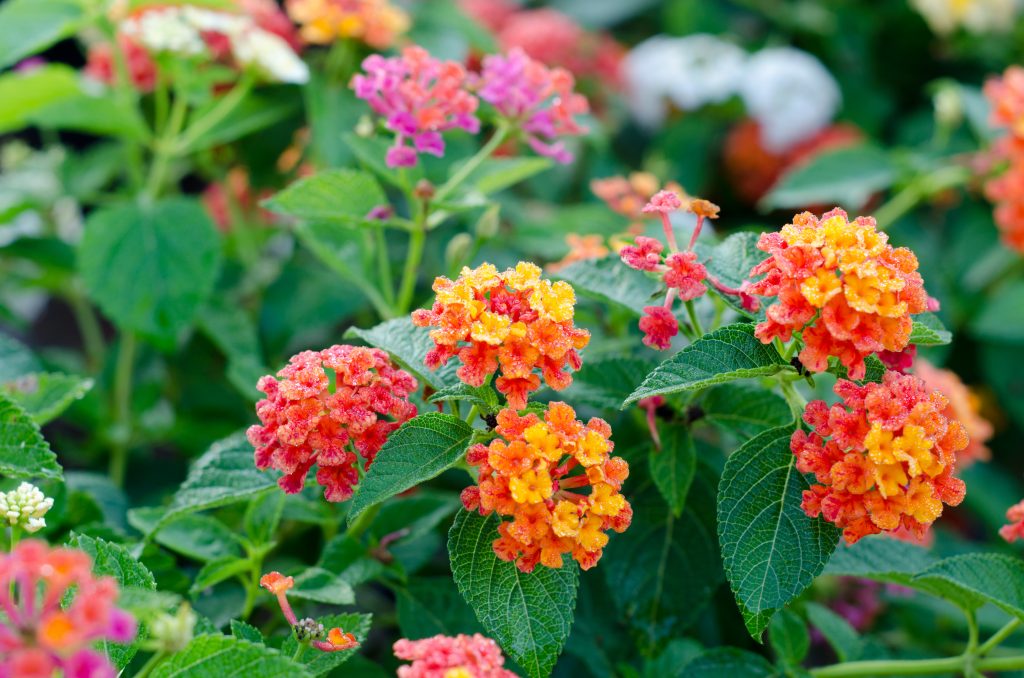 lantana plants poisonous to dogs