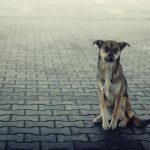 how to help a stray animal dog