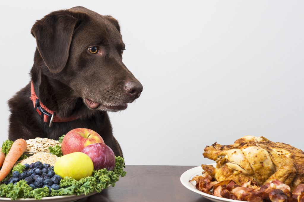 A dog staring at a plate of meat while a plate of vegetables is in front of him