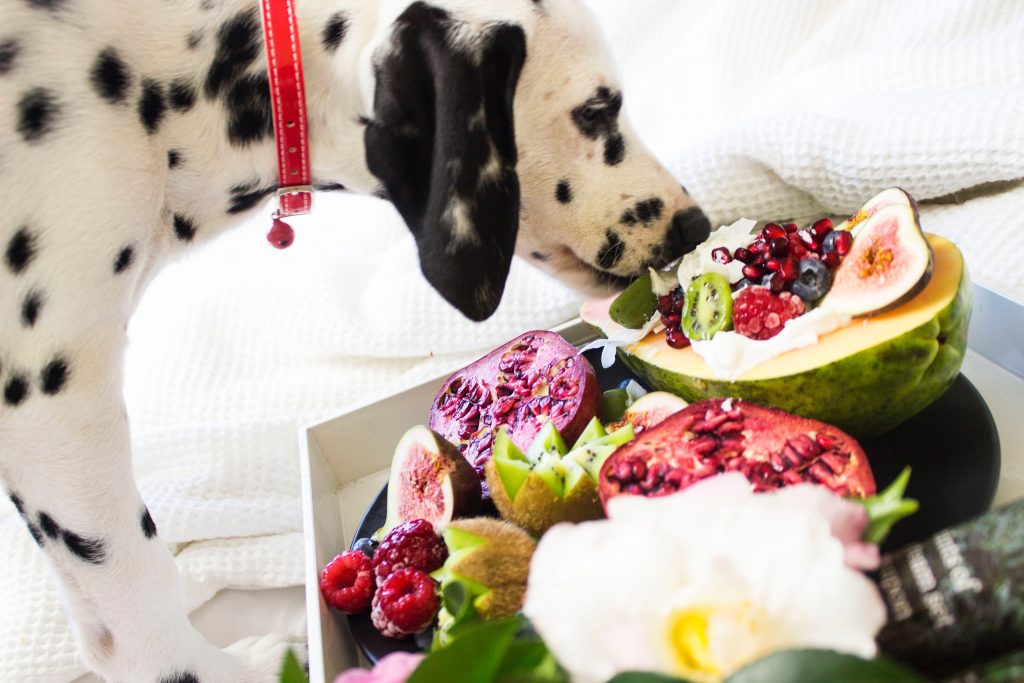 A Dalmatian licking fruit