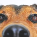 Top half of a dog head looking over an edge