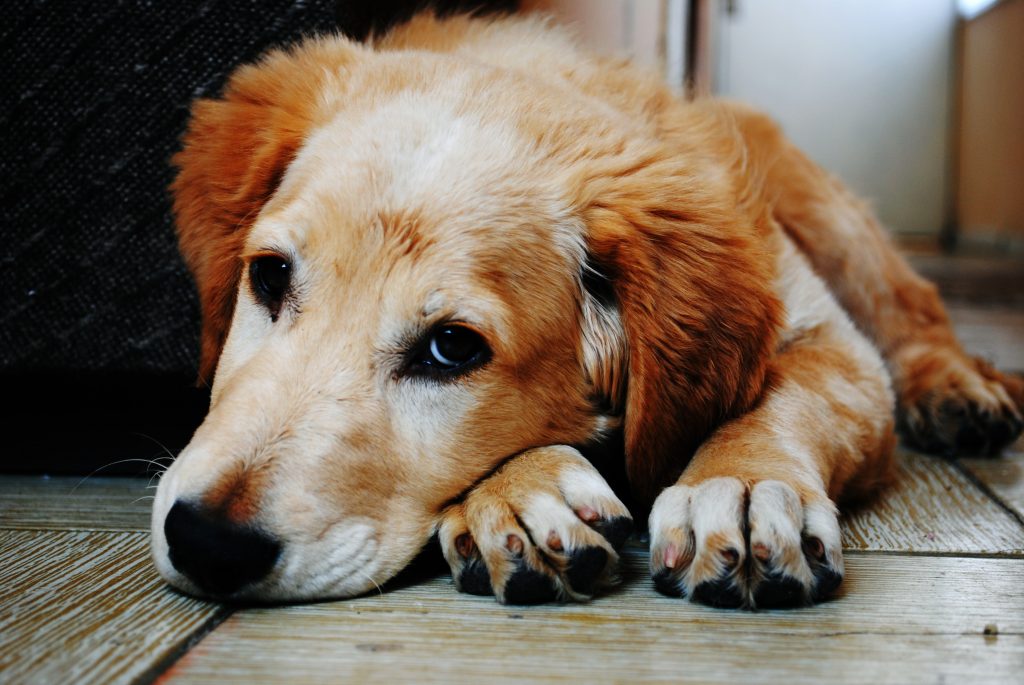 A dog laying on the floor