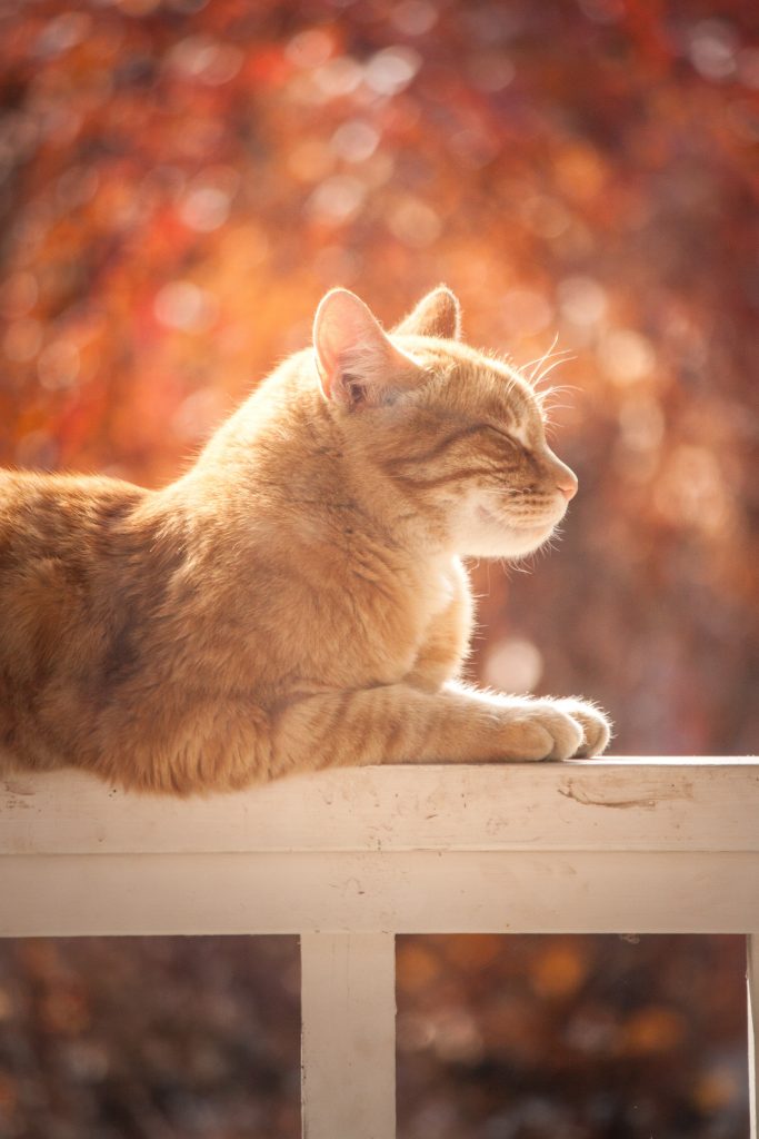 A cat laying on a fence in the sun