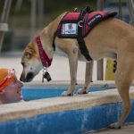 Service dog assisting a swimmer in the pool