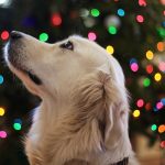 Golden retriever in front of a Christmas tree