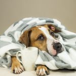 dog with fever and hot cup of tea