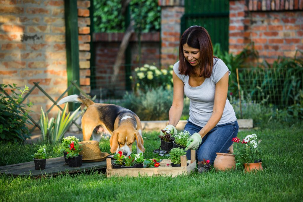 woman gardening with her dog in backyard 