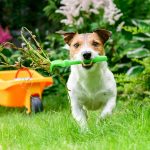 Dog holding pulled weeds in garden