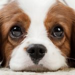 Cavalier King Charles Spaniel on the floor staring at the camera with 'puppy dog eyes'