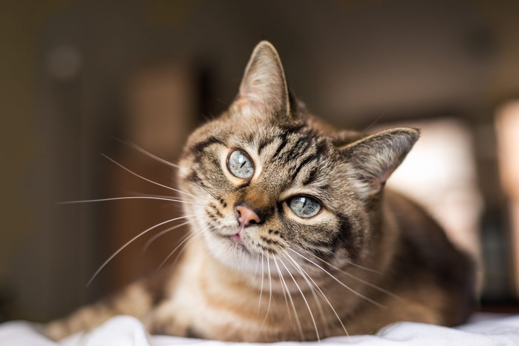 cat with blue eyes staring at camera