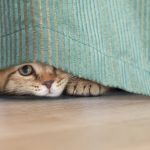 cat hiding behind green curtain showing only part of her face