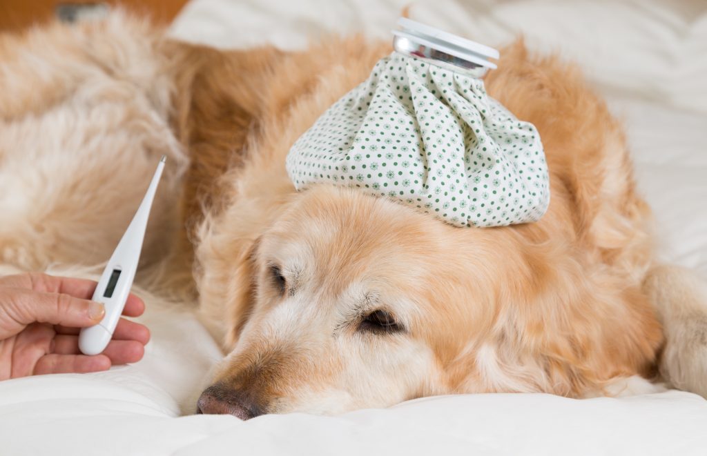 Golden Retriever laying in bed with fever