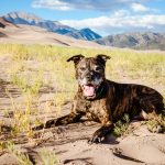 Signs of Dehydration in Dogs