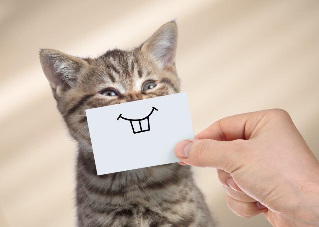 very funny cat with smile on cardboard