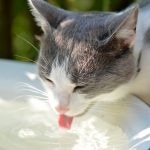 signs of dehydration in cats