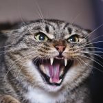 angry cat