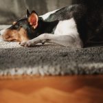 Portrait of a sleeping Basenji dog at home on a gray carpet in profile.