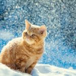 Red kitten sitting outdoors in snow in winter in blizzard