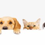 Dogs and Cats Peeking Over Wall web banner