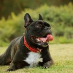 french bulldog panting and laying down