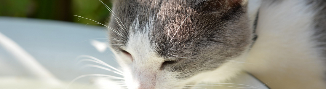 What are Signs of Dehydration in Cats?