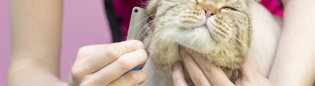 The Importance of Grooming Cats