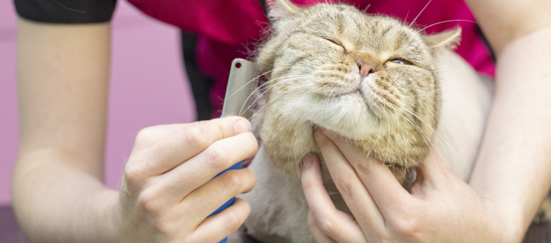 The Importance of Grooming Cats