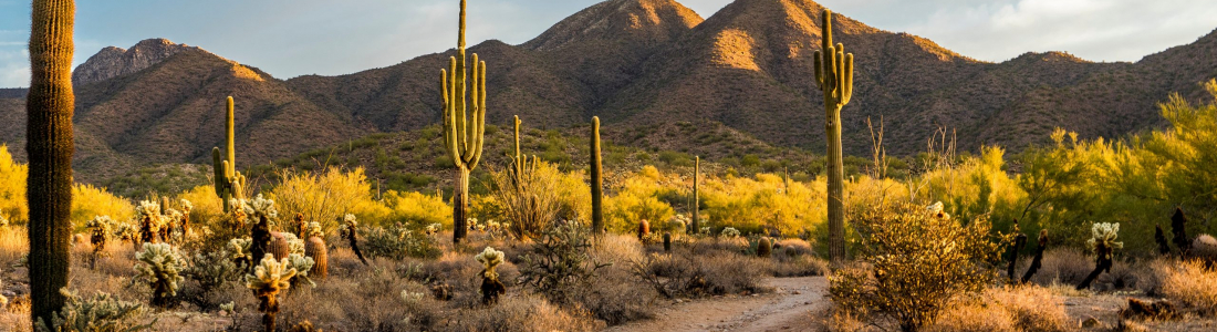 Furry Friends and Cactus Woes: Dealing with Desert Allergies