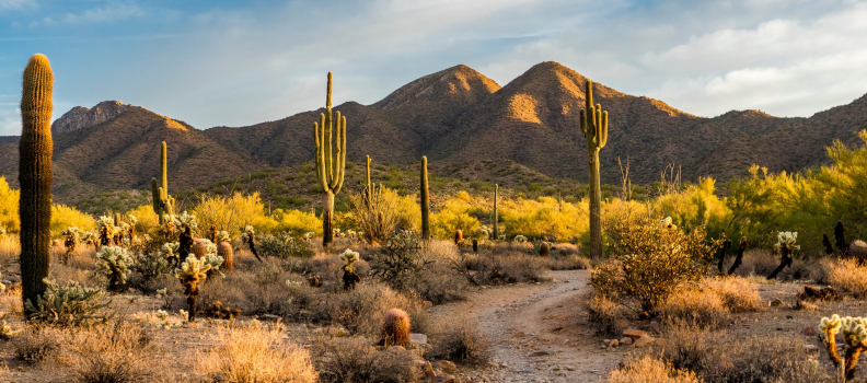 Furry Friends and Cactus Woes: Dealing with Desert Allergies