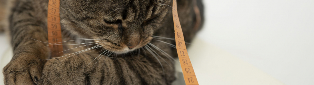 Cat Obesity – What to Know