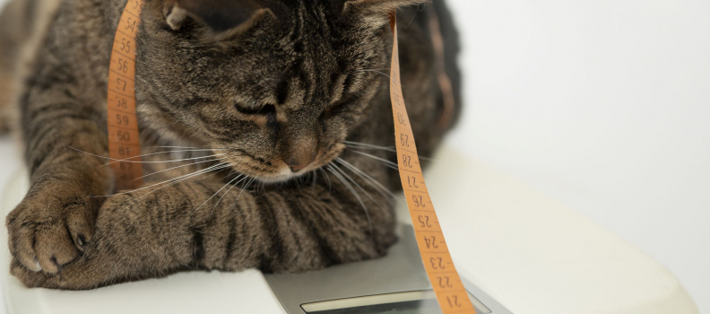 Cat Obesity – What to Know