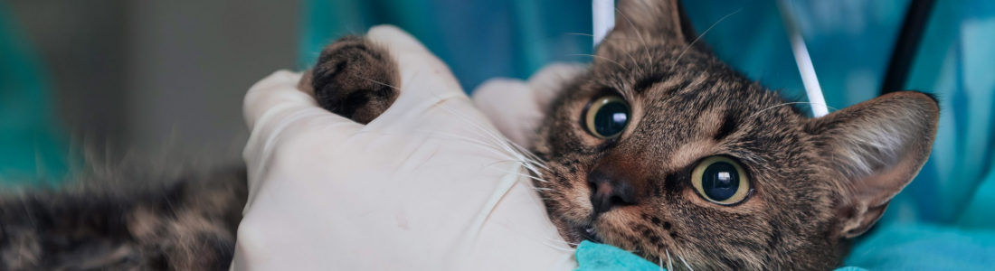 Tips to Prepare for Veterinary Surgery