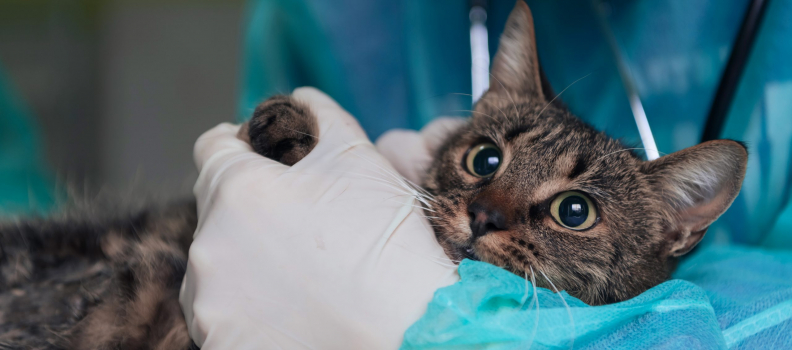 Tips to Prepare for Veterinary Surgery