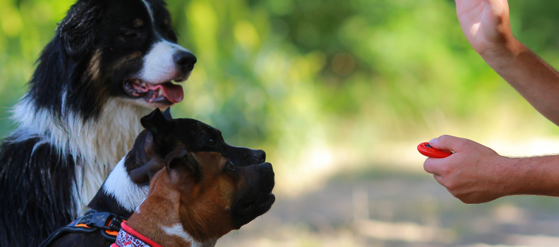 Clicker Training Dogs: The Why and How