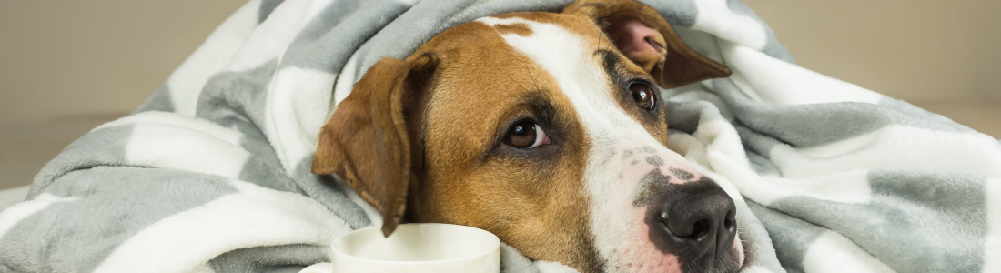 Does Your Dog Have a Fever?