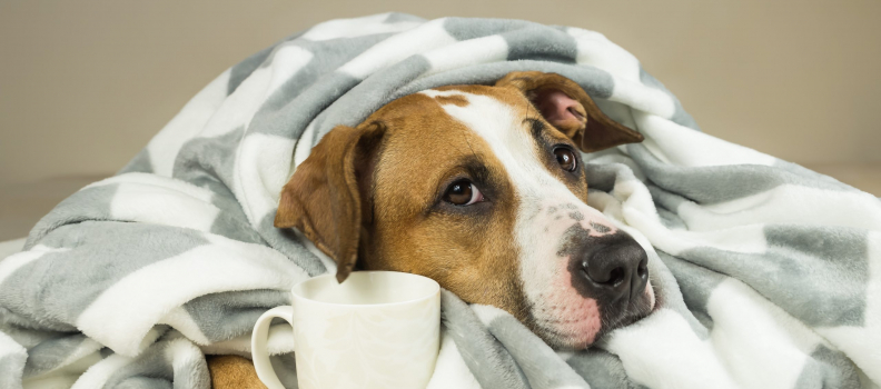 Does Your Dog Have a Fever?