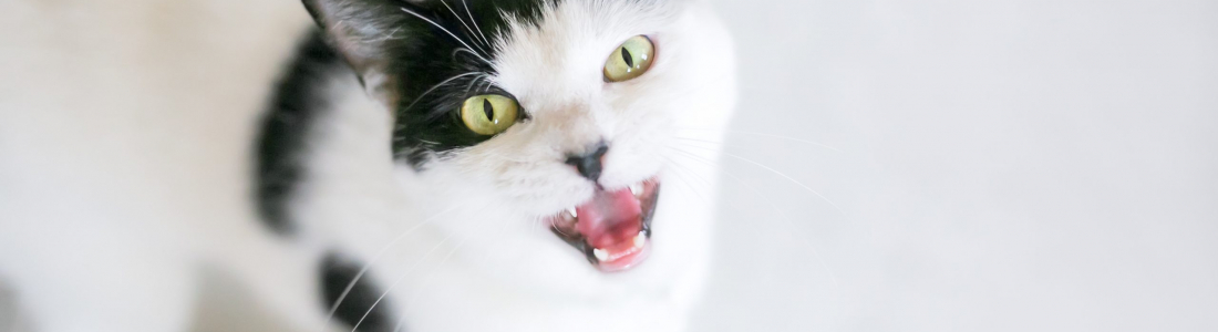 The 7 Most Vocal Cat Breeds