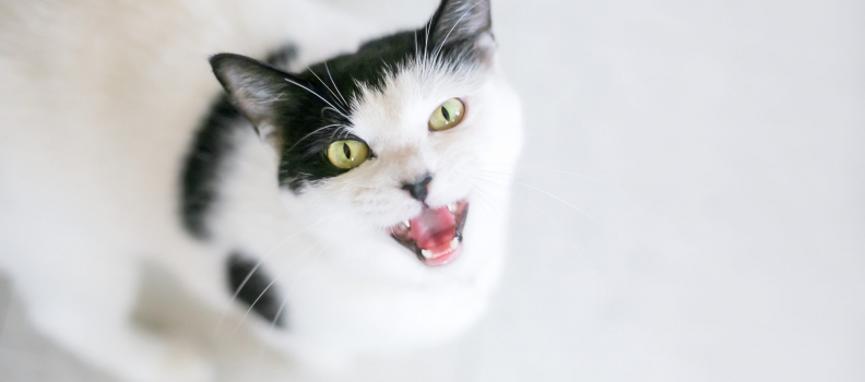 The 7 Most Vocal Cat Breeds